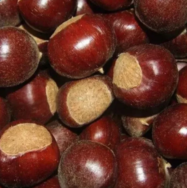 Chestnuts a