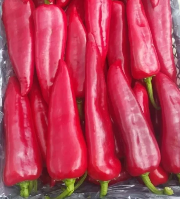 Red chile pepper