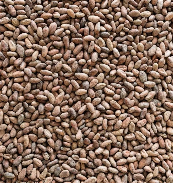 Cocoa beans